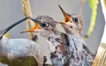 Hummingbird feeds her babies