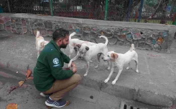 A man greets a group of dogs on the street