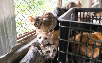 A group of cats await rescue at a fattening farm
