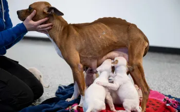 Woman petting mother dog and puppies