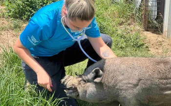 A woman uses a stethoscope to listen to a pig's heart rate