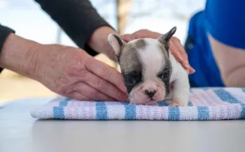 A veterinarian examines a puppy