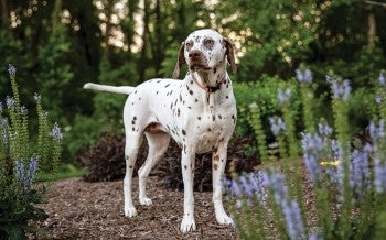 A cute dalmation named Tali stands majestically among trees and purple flowers.