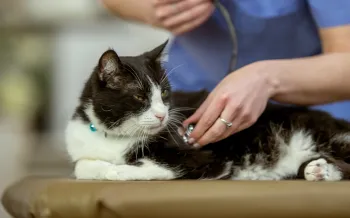 A sick looking cat being seen by a vet.