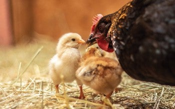 Closeup of a hen caring for her small chicks.