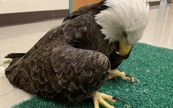 Bald eagle suffering from lead poisoning