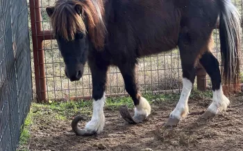 Mini horse with curled hooves