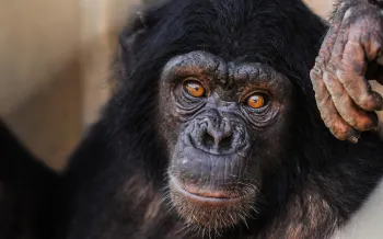 A chimp stares into the camera