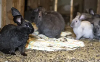 A group of rabbits in the home of an overwhelmed caregiver