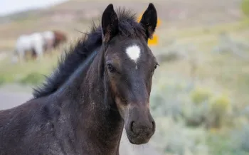 Cute Young Foal Wild Horse of the Badlands