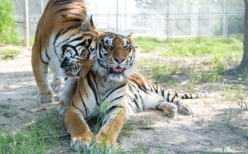 tiger
