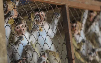 A group of macaques in a cage at a breeding facility