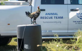 A rooster stands atop a barrel