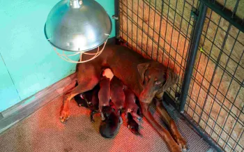 A mother dog with a litter of nursing puppies