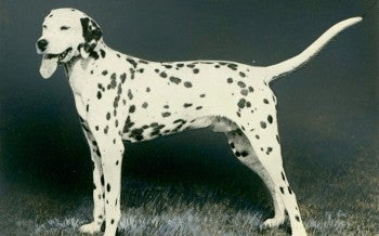 A dog standing