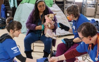 Three RAVS volunteers work together to examine a dog.