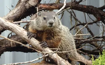 Photo of a groundhog in a tree