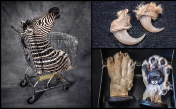 Collage of photographs featuring objects made from trophy hunting