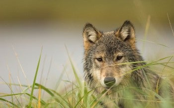 Gray wolf