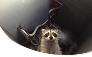 Raccoon in an air conditioner