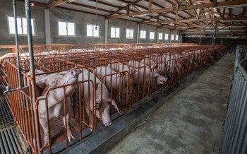 Pigs in tight cages