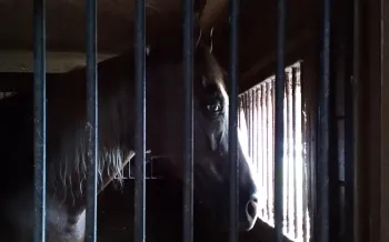 A horse standing in a stall