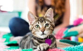 An American shorthair cat with a purple tag looks at the camera