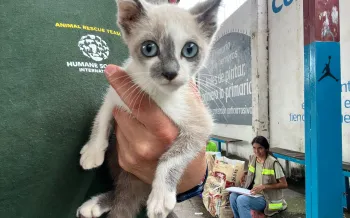 A person holding a cat