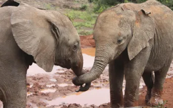 Two elephants in the wild