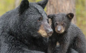black bear mother and cub