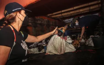 Woman comforting dog in back of truck