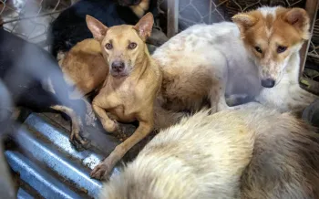Dogs locked in cages at a restaurant serving dog meat