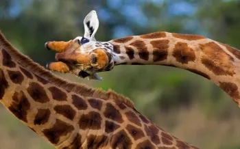 A giraffe peering at the camera with their head turned sideways