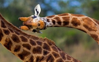 A giraffe peering at the camera with their head turned sideways