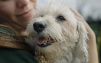 Woman holds a dog in her arms