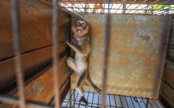 Monkey scared behind bars