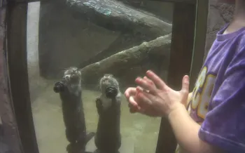Two otters stand near the glass pane of their barren enclosure