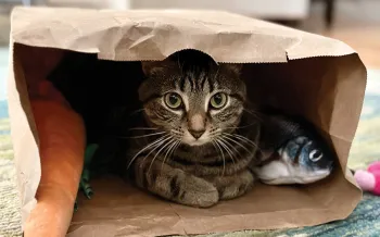A cat curled up in a paper shopping bag.