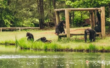 Rescued chimps at sanctuary