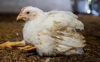 A chicken collapsed on the floor