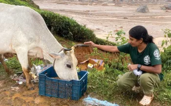Humane World for Animals India helped feed animals after a flood.