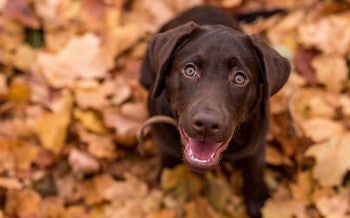 Brown lab puppy dog in fall leaves