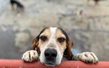 Dog holding pole