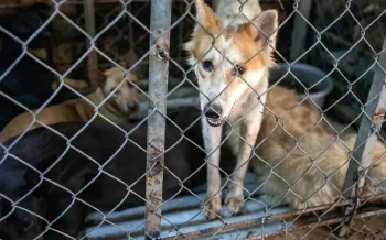 Dogs behind a cage