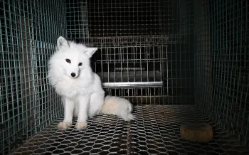 Fox in cage