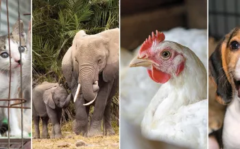 A grid of images including kittens, elephants, a chicken and a dog.