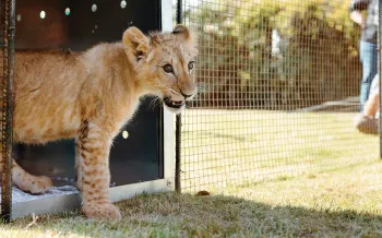Pi the lion cub emerging from his transport crate