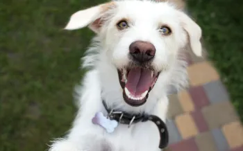 Close up of a dog looking happy