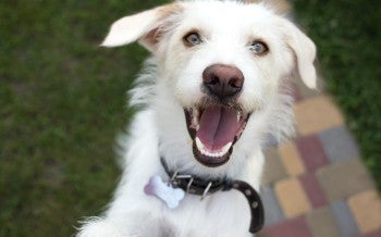 Close up of a dog looking happy
