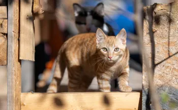Cat on wooden ledge